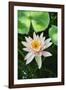 Water Lily-Gary Carter-Framed Photographic Print