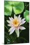 Water Lily-Gary Carter-Mounted Photographic Print