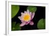 Water Lily-Michael Shake-Framed Photographic Print