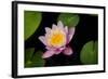 Water Lily-Michael Shake-Framed Photographic Print