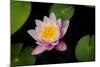 Water Lily-Michael Shake-Mounted Photographic Print