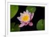 Water Lily-Michael Shake-Framed Photographic Print