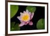 Water Lily-Michael Shake-Framed Photographic Print