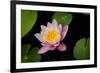 Water Lily-Michael Shake-Framed Photographic Print