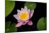 Water Lily-Michael Shake-Mounted Photographic Print