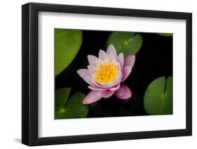 Water Lily-Michael Shake-Framed Photographic Print