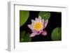 Water Lily-Michael Shake-Framed Photographic Print