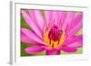 Water Lily-Digitalpress-Framed Photographic Print