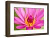 Water Lily-Digitalpress-Framed Photographic Print