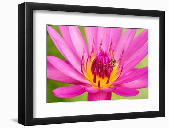 Water Lily-Digitalpress-Framed Photographic Print