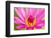 Water Lily-Digitalpress-Framed Photographic Print