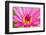 Water Lily-Digitalpress-Framed Photographic Print