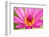 Water Lily-Digitalpress-Framed Photographic Print