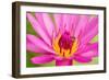 Water Lily-Digitalpress-Framed Photographic Print