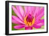 Water Lily-Digitalpress-Framed Photographic Print