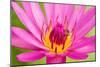 Water Lily-Digitalpress-Mounted Photographic Print