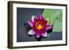 Water Lily-Michael Shake-Framed Photographic Print