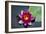 Water Lily-Michael Shake-Framed Photographic Print