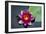 Water Lily-Michael Shake-Framed Photographic Print