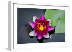 Water Lily-Michael Shake-Framed Photographic Print