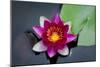 Water Lily-Michael Shake-Mounted Photographic Print
