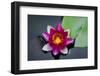 Water Lily-Michael Shake-Framed Photographic Print