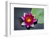 Water Lily-Michael Shake-Framed Photographic Print
