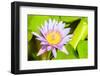 Water Lily-Dario Lo Presti-Framed Photographic Print