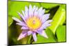 Water Lily-Dario Lo Presti-Mounted Photographic Print