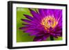 Water Lily-Dennis Goodman-Framed Photographic Print