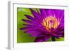 Water Lily-Dennis Goodman-Framed Photographic Print