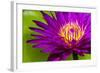 Water Lily-Dennis Goodman-Framed Photographic Print