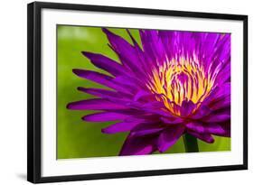 Water Lily-Dennis Goodman-Framed Photographic Print