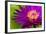 Water Lily-Dennis Goodman-Framed Photographic Print