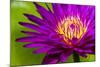 Water Lily-Dennis Goodman-Mounted Photographic Print