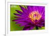 Water Lily-Dennis Goodman-Framed Photographic Print