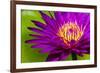 Water Lily-Dennis Goodman-Framed Photographic Print