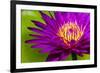 Water Lily-Dennis Goodman-Framed Photographic Print