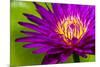 Water Lily-Dennis Goodman-Mounted Photographic Print