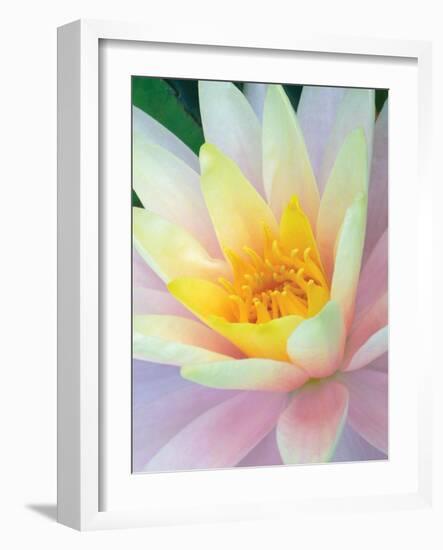 Water Lily-Jim Christensen-Framed Photographic Print