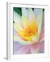 Water Lily-Jim Christensen-Framed Photographic Print