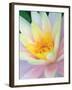 Water Lily-Jim Christensen-Framed Photographic Print