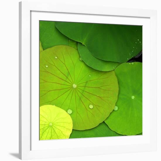 Water Lily-null-Framed Photographic Print