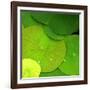 Water Lily-null-Framed Photographic Print