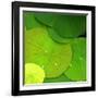 Water Lily-null-Framed Photographic Print