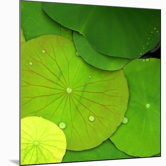 Water Lily-null-Mounted Photographic Print