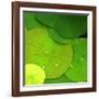 Water Lily-null-Framed Photographic Print