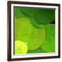 Water Lily-null-Framed Photographic Print