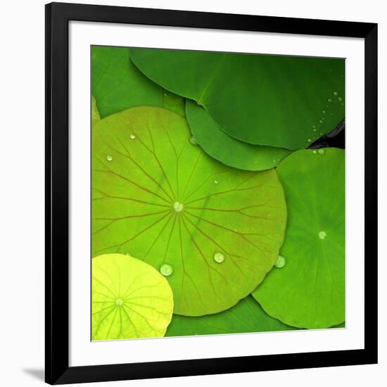 Water Lily-null-Framed Photographic Print