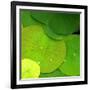 Water Lily-null-Framed Photographic Print